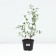 Stepnaya cherry is abundant, pot C3, 1 pc, summer 2024