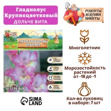 Гладиолус Крупноцветковый "Дольче вита", р-р 8/10, 7 шт,
