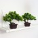 Bonsai in the Pushstotsvet pot 12x22 cm, mix