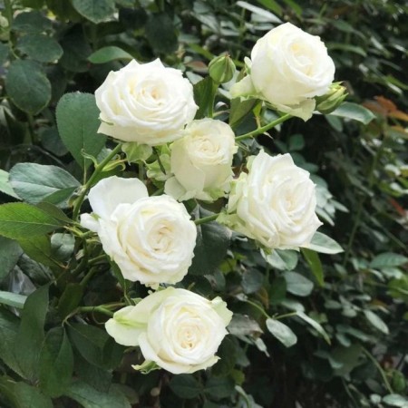 Seedling rose White Barbados, spray-cutting, pot 2 l., Summer 2024