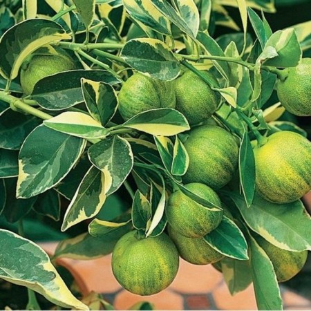 Citrus "Variegat Lemon", tube, 1 pc, spring 2025