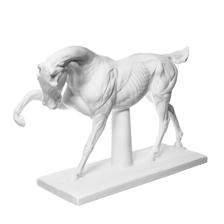 Гипсовая фигура анатомическая: ЛОШАДЬ (конь анатомический), 21 х 59 х 43 см-5