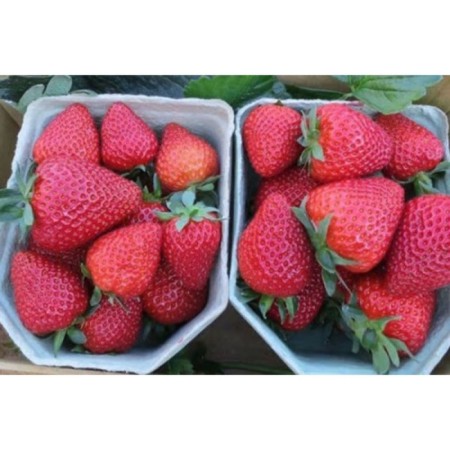 Strawberry garden measles, p9 pot, summer 2024-1