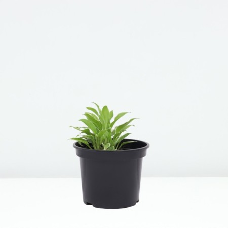 Host Hybrid Vide Brim, C2 pot, H10-50 Height, 1 pc, summer 2024-1