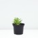 Host Hybrid Vide Brim, C2 pot, H10-50 Height, 1 pc, summer 2024