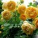 Seedling rose Charles Darwin, 1 pc, spring 2024