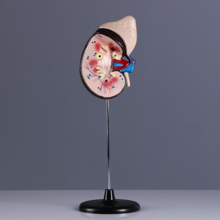 Model "Model of a Human" 14*30cm-2