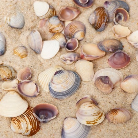 A set of decorative shells-1