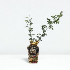 Seedling rose momo, climbing, pot 2 l., Summer 2024