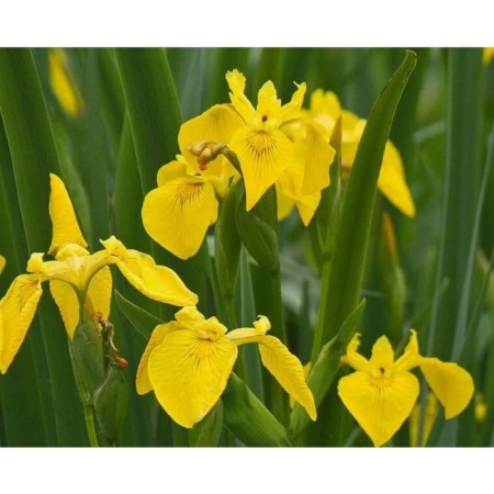 Iris Swamp, Pot C2, 1 pc, Summer 2024