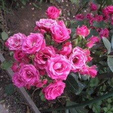 Seedling rose 