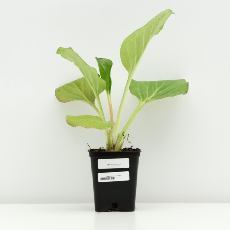 Badan thick -faced, P9 pot, 1 pc, spring 2024-2