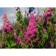 Billard spirea, pot C2, 1 pc, summer 2024
