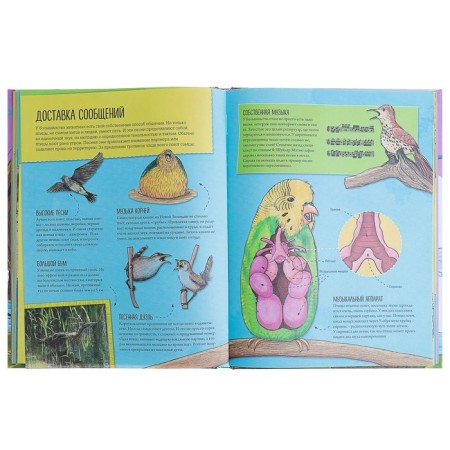 Animal Encyclopedia: on land, under water and in the air. Farndon D.-3