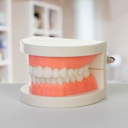 Model "Human Jaw" 8*8*5cm-1