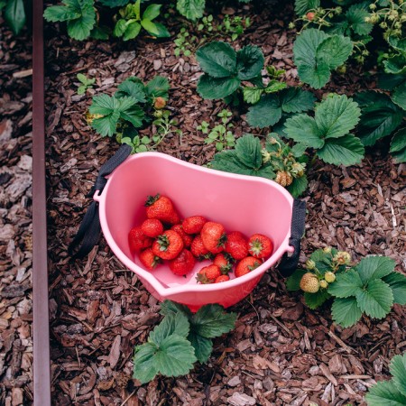 Berry collection container, 3 l, pink-12
