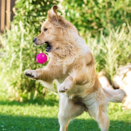 Crooking ball for dogs, hard, 7.5 cm, pink-5