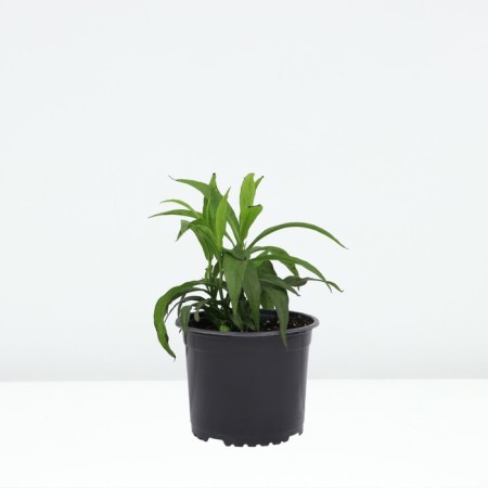 Astra shrubly nousy, pot C2, 1 pc, summer 2024-1