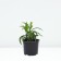 Astra shrubly nousy, pot C2, 1 pc, summer 2024