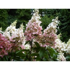 Saphenet Hydrangea Smiling 
