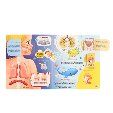 Book with windows "Anatomy"-4