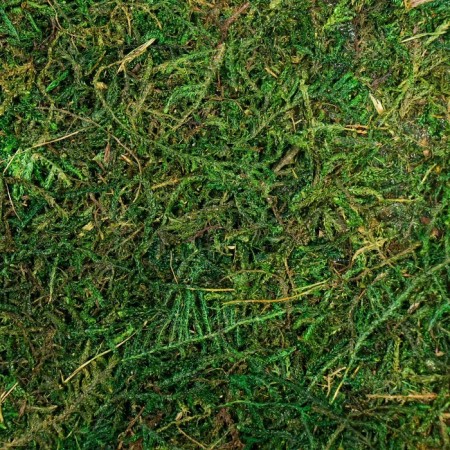 Natural moss sheet Blumentag 30 cm-1