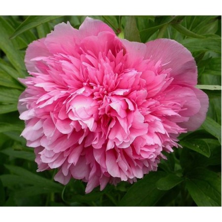 PION Milk Center Officials Rosea captivity, pot C3, 1 pc, summer 2024