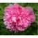 PION Milk Center Officials Rosea captivity, pot C3, 1 pc, summer 2024