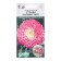 Flowers of Astra Chinese Standy Carmin White, 10 pcs