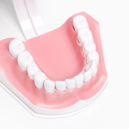 Model "Human Jaw" 12*9cm-13