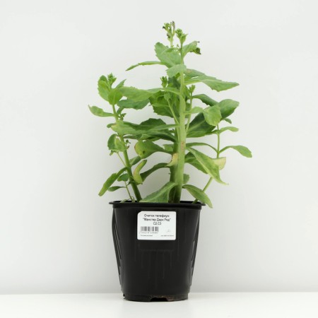 Cleanot Telephium "Manster Dark Red", pot C2, 1 pc, Spring 2024-2