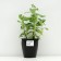 Cleanot Telephium "Manster Dark Red", pot C2, 1 pc, Spring 2024