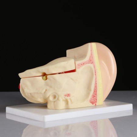 Ladder "Human Ear" 27*18cm-2