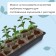 Box for seedlings 60 x 14.5 x 9 cm, 9 l, MIX color 2846182