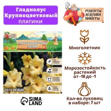 Гладиолус Крупноцветковый "Платини", р-р 8/10, 7 шт,