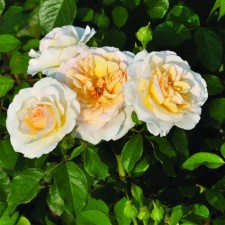 Seedling rose Floribunda 