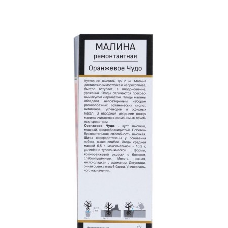 Raspberry repair varieties "Orange miracle", tube, 1 pc, spring 2025-1