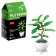 Designer "Flowers in a pot", 6 species, mix