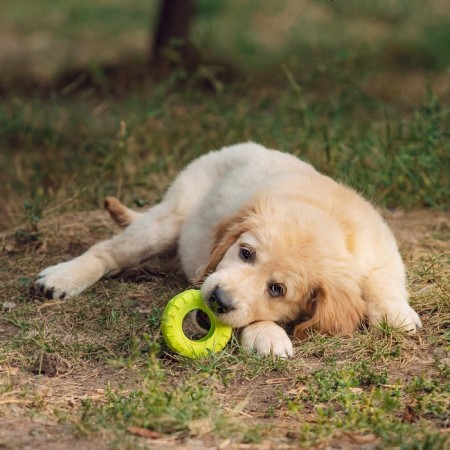 Chewing toy for dogs "Tire" 9 cm, light green-6