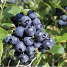 Blueberries tall North Blue, C2 pot, 1 pc, summer 2024