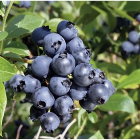 Blueberries tall North Blue, C2 pot, 1 pc, summer 2024