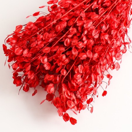 Set of dried flowers "Monetnik", banch length 45 (+/- 6 cm), red-2