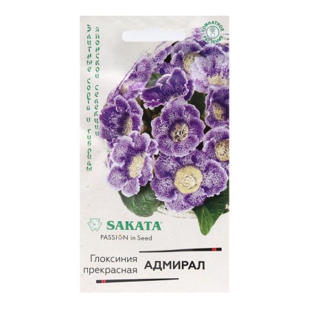 Gloxinia flowers "Admiral", 4 pcs.