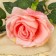Artificial flowers "Double Eurydice" 10x46 cm, pink