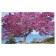 Picture on canvas "Ant Tree" 60x100 cm