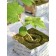 Ecover substrate mineral wool cube for plant seedlings, hole 20 × 15 mm, 10 × 10 × 6.5 cm