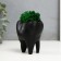 Concrete Kashpo "tooth" with moss black 7.5x6.5x9.5 cm (moss green stabilized)