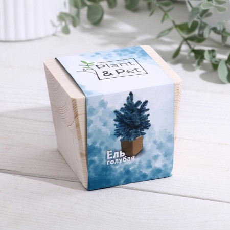 Set for growing p & p "Blue spruce"