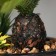 Bonsai in the Pokorti Premium pot 19x17 cm