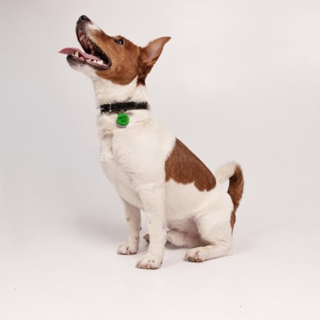 Rochin Dog dog collar with an addressee, Osh 27-34 cm-2